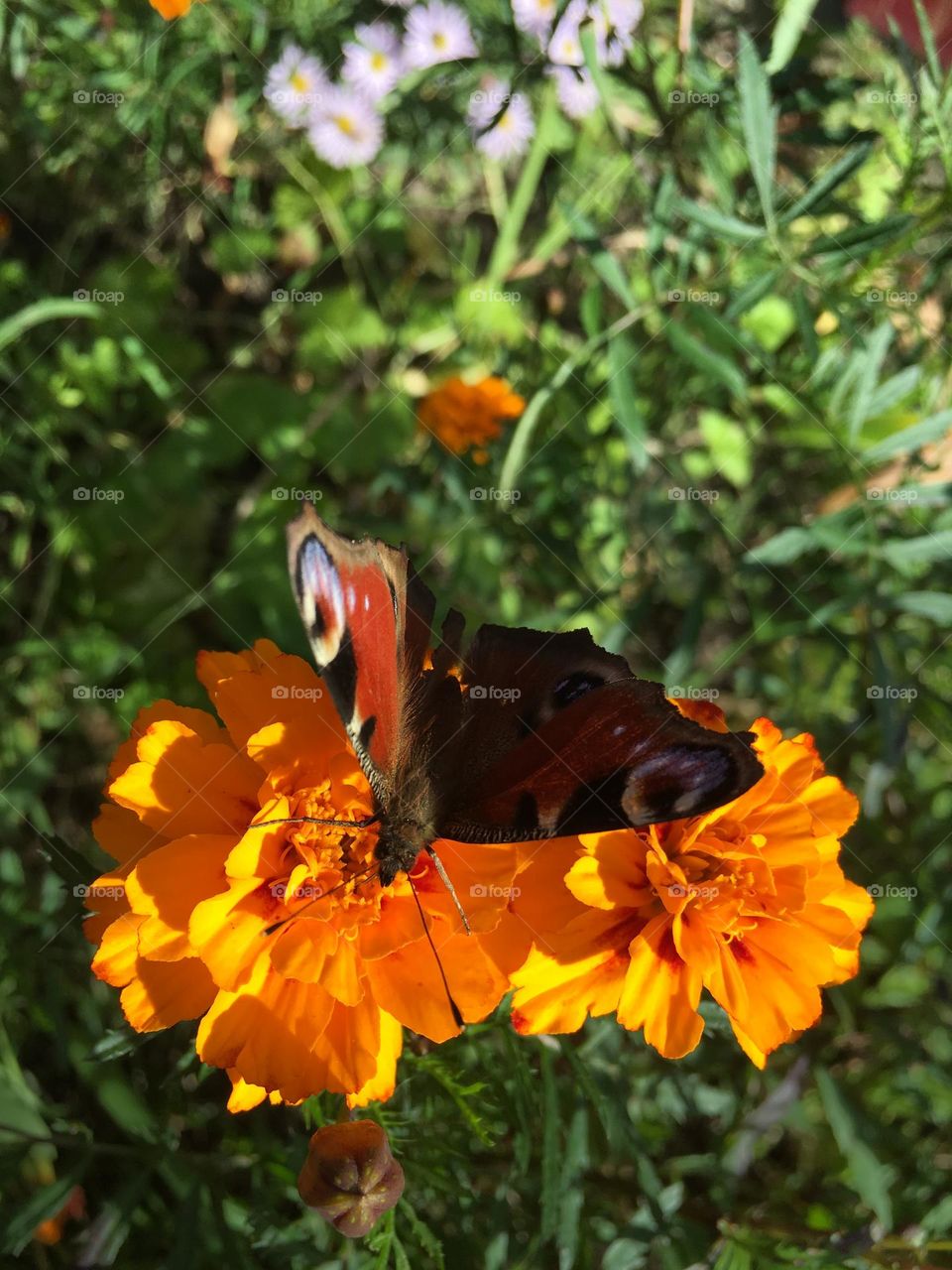 Butterfly and flower 