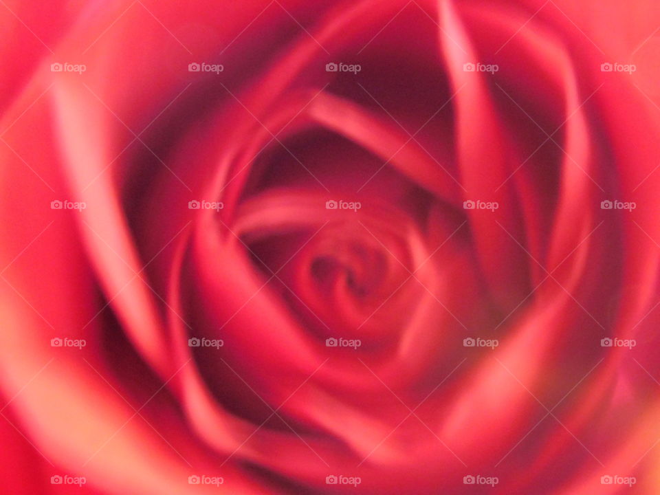 rose blur