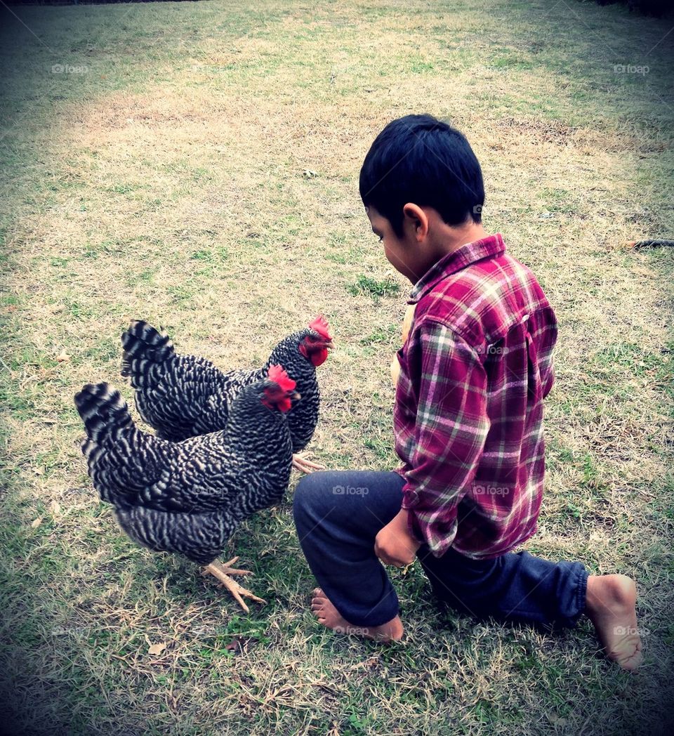 Zackary meets the chickens
