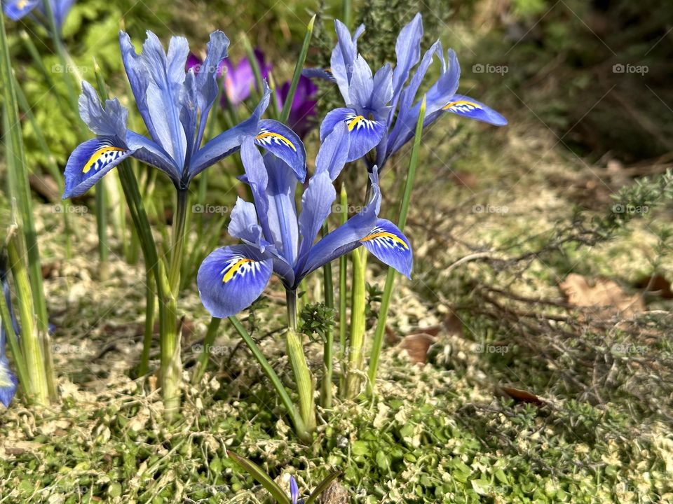 Blue Iris