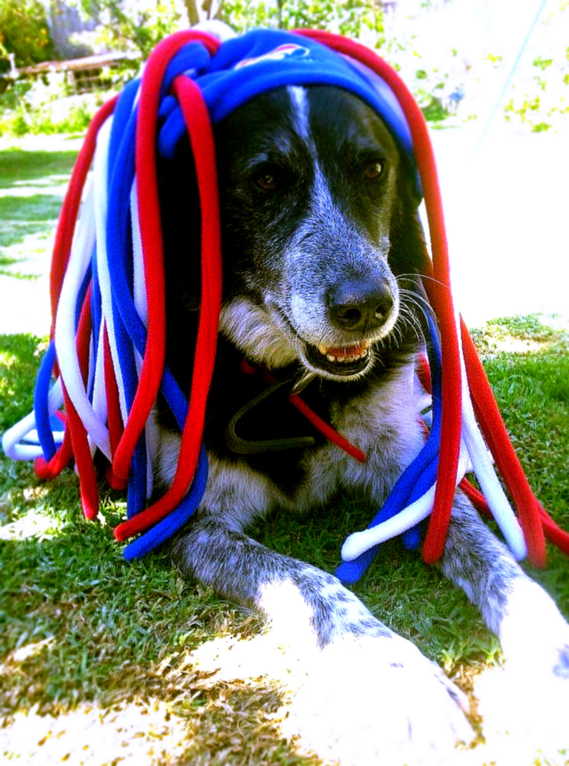 blue red white dog by clandra
