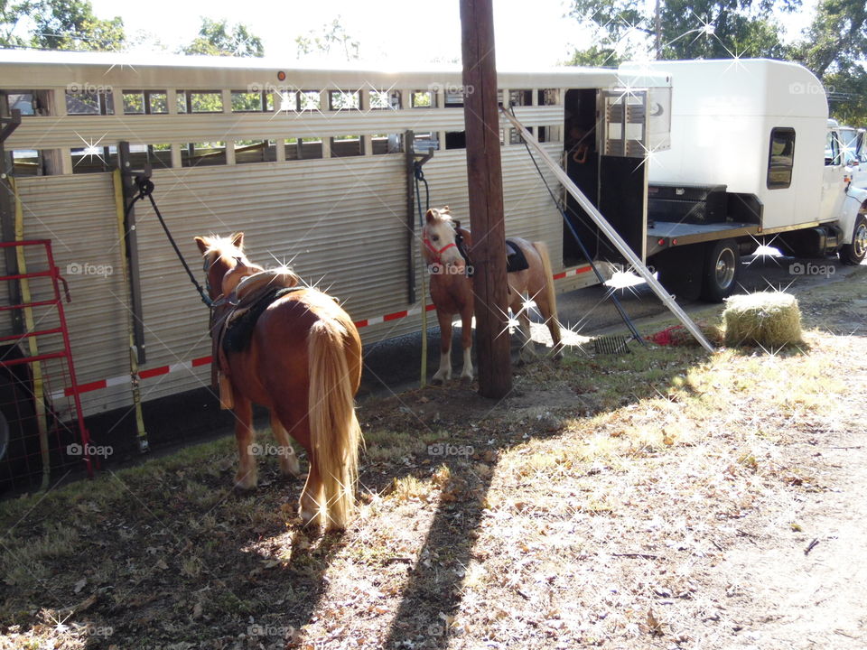 Shetland pony. This was a featured attraction at the Oct festival 2015 in Graham Texas