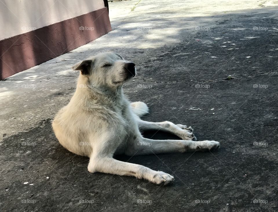 White Dog Just Chilling
