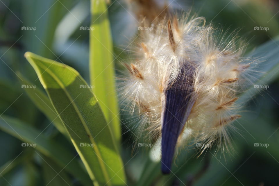 plant, looking at this beautiful fussy plant preparing its seeds to fly away and generate again.