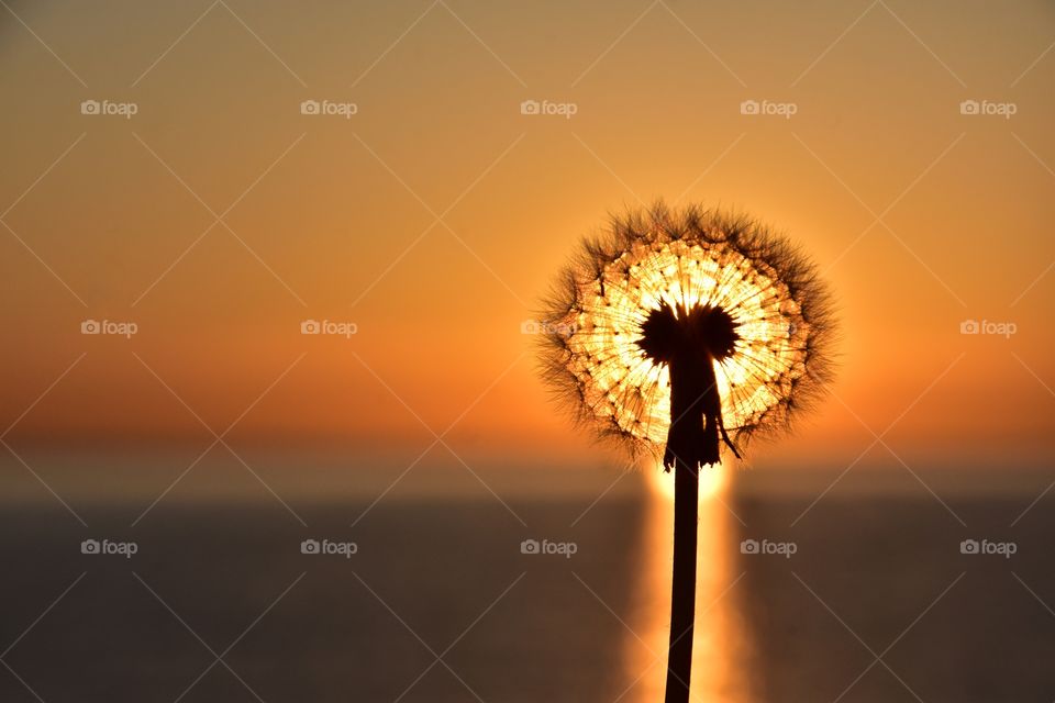 fluffy dandelion on sunrise sea and sky background in gdynia, poland