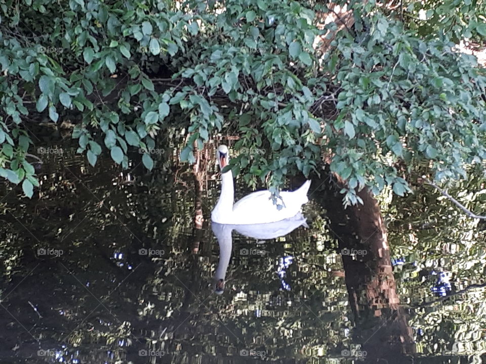 Swan Under Branches