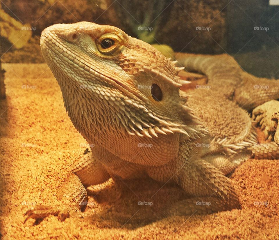 bearded dragon. just a handsome lizard in a pet shop