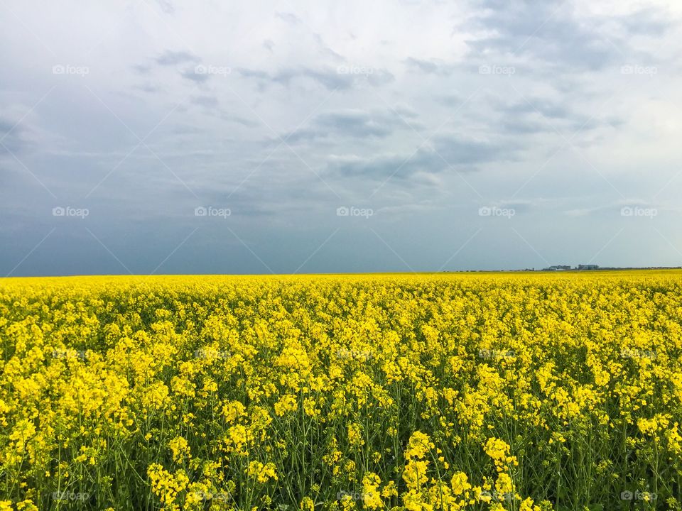 Yellow flowers field