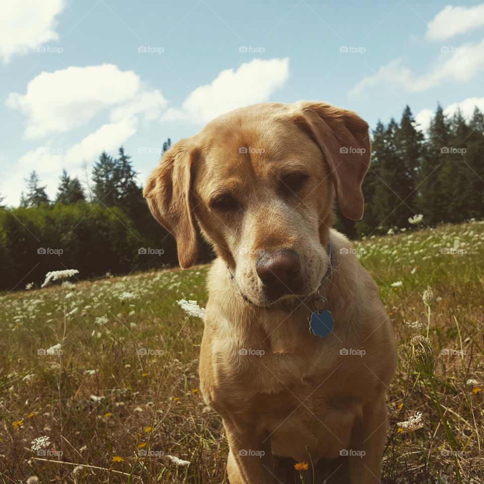 lab in field