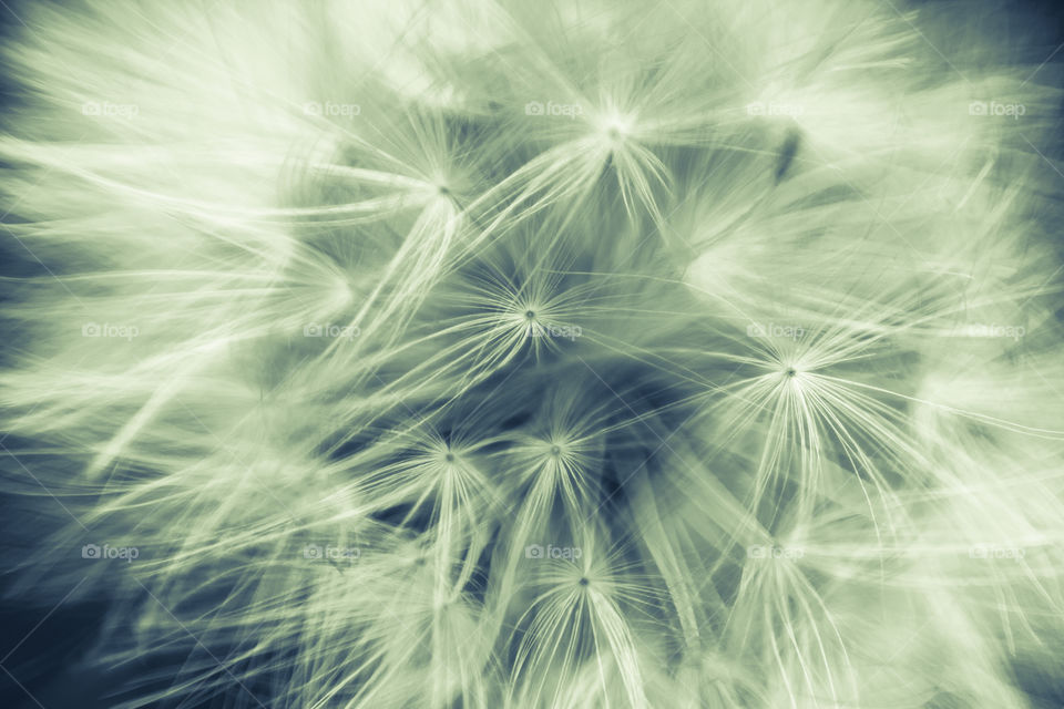 Macro shot of a soft dandelion.