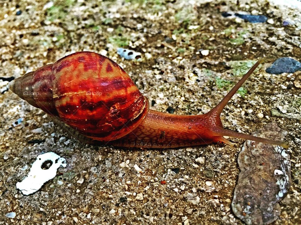 A Snail Slowly Travels Across A Sidewalk After A Tropical Rainstorm 