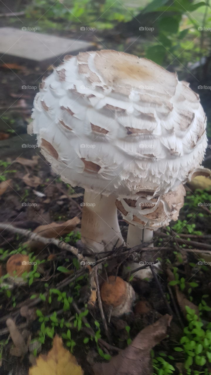 Big and small fungi!