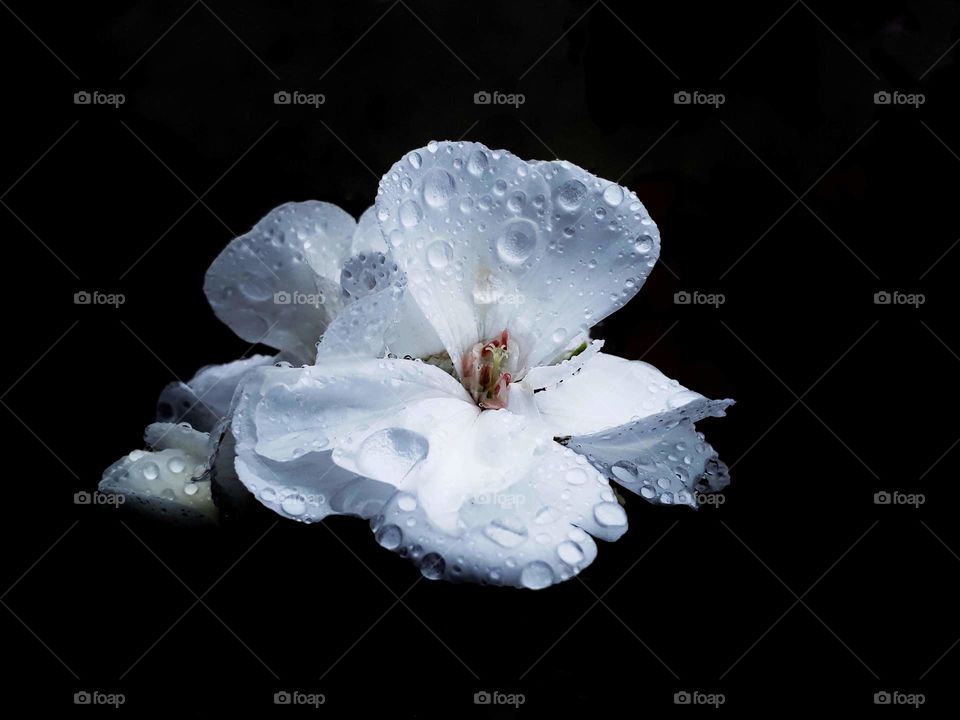 Raindrops on Geranium in black background