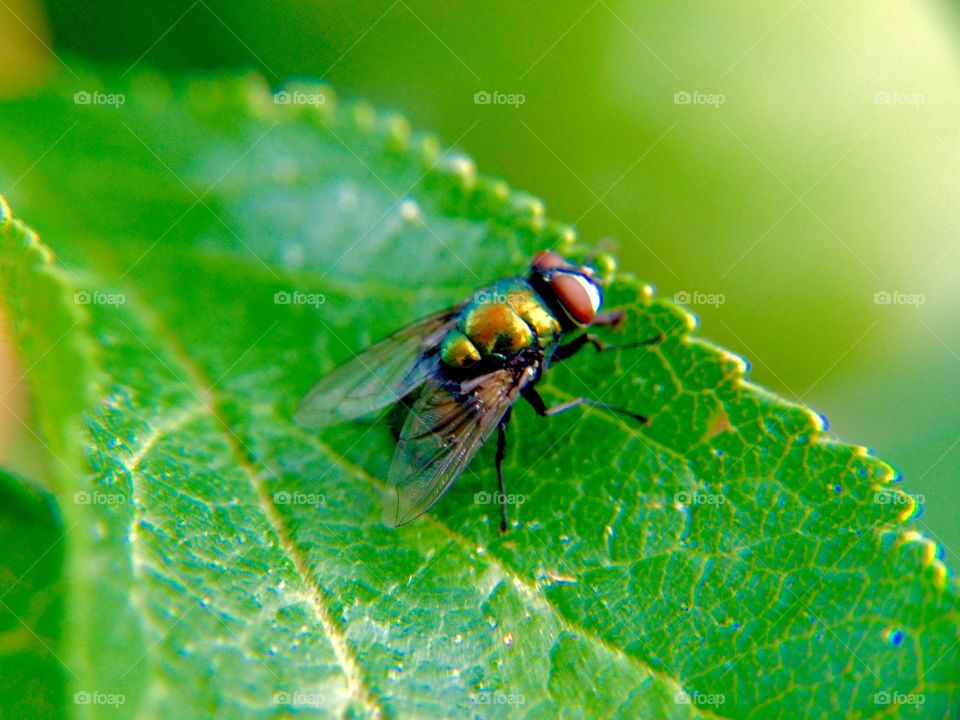 Iridescent fly