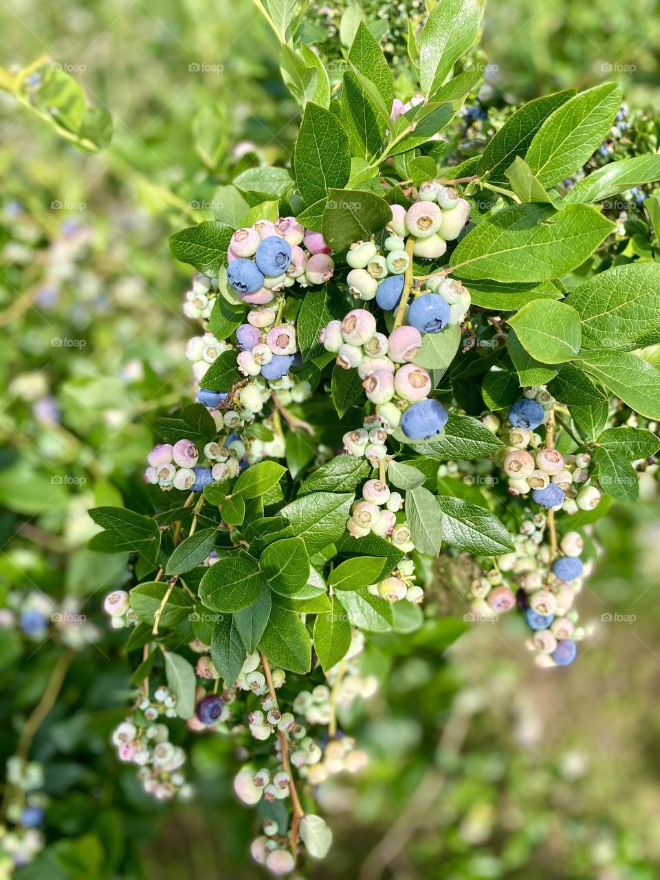 This image shows a cluster of blueberries at various stages of ripeness on the bush. The berries range from green (unripe) to pink (partially ripe) to dark blue (ripe). The leaves are a healthy green, indicating a well-maintained plant.