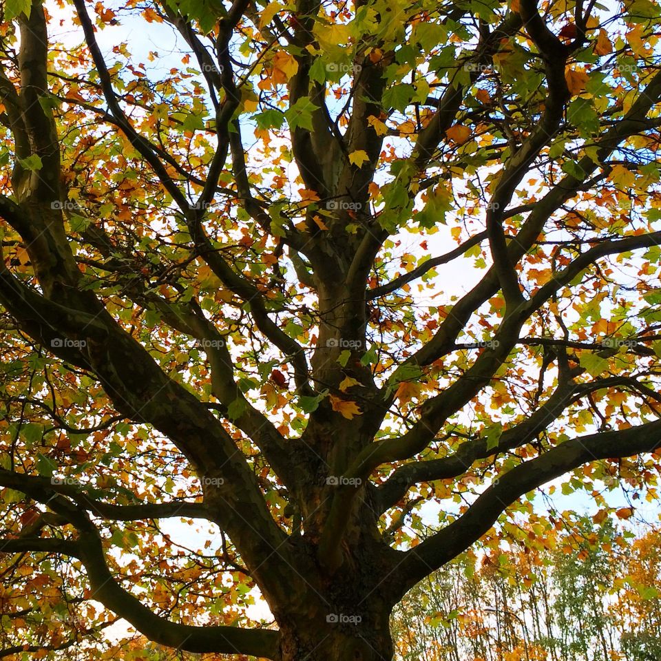 Big autumn tree