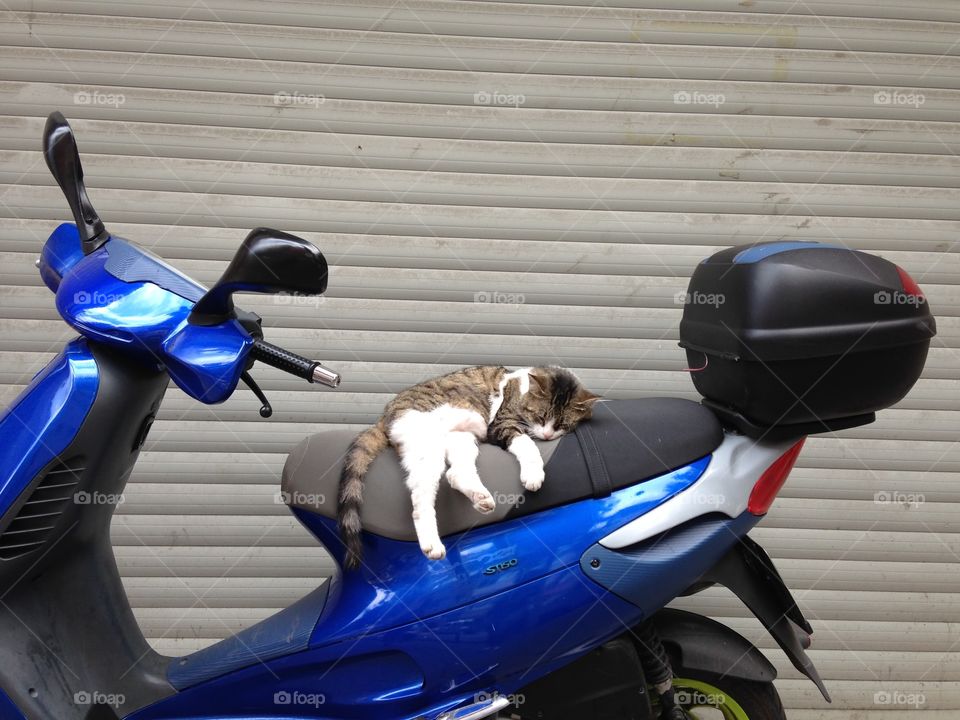 Cat sleeping on the motorcycle 