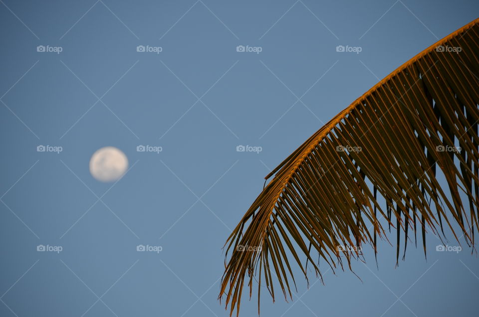 The view of the moon and palm tree