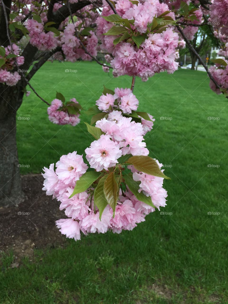 Japanese ornamental cherry 