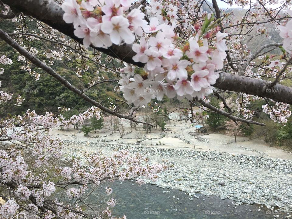 beautiful Sakura bloosm