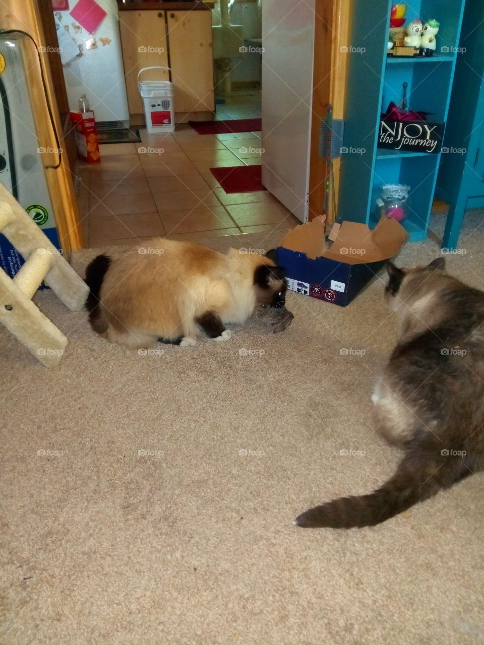 Moriarty has caught himself a bird. Izzie is trying to figure out what he has.