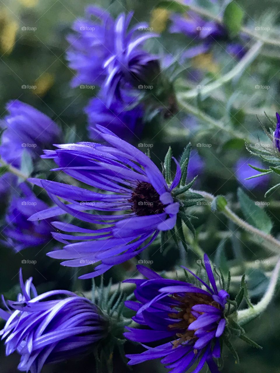 #Fall Blooms- Always captured while running!