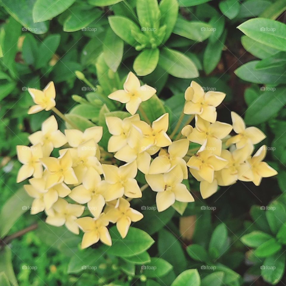 Yellow asoka flower