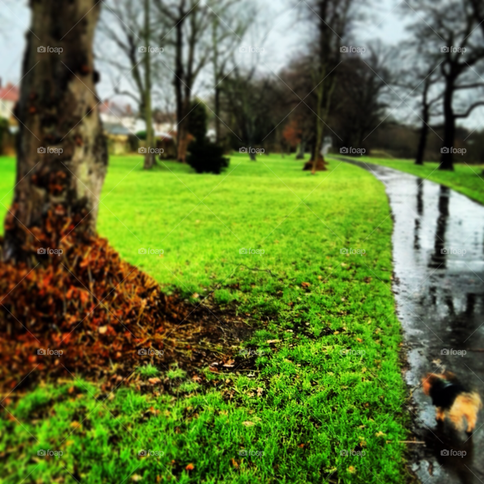 landscape nature tree path by gollypops