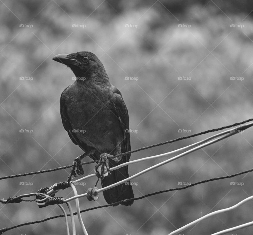 Bird photography  - Indian crow  - black and white style