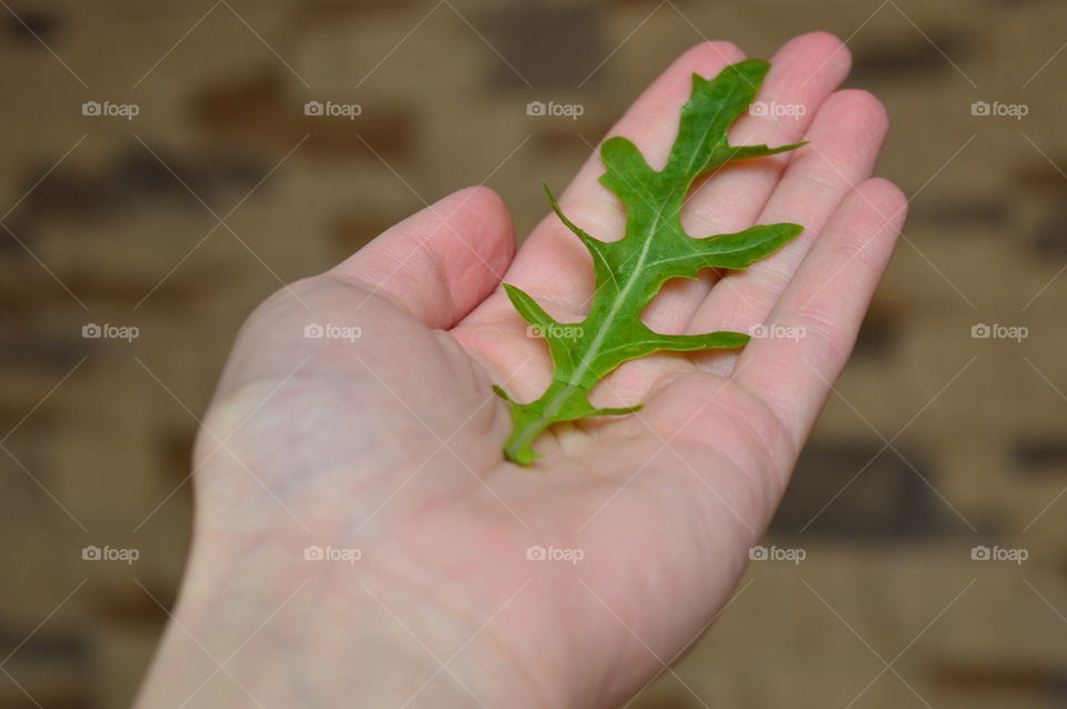 Holding food