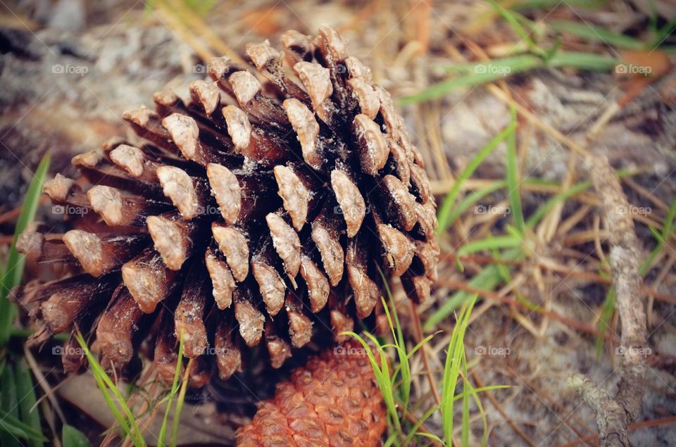 Pine Cone