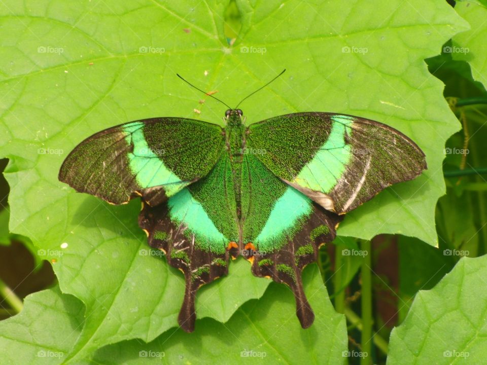 Green and black butterfly