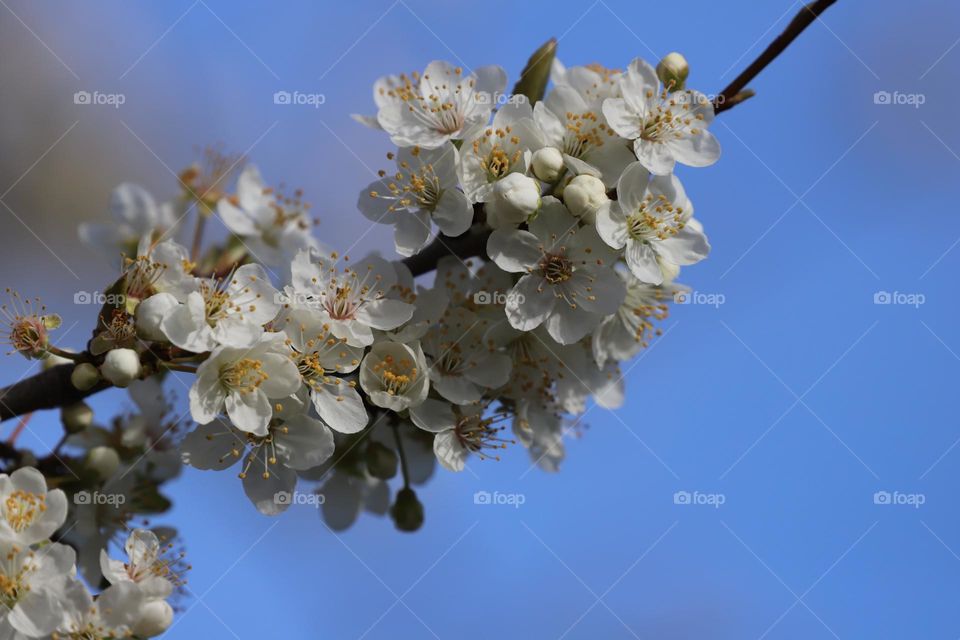 Apple blossoms agains blue sky 