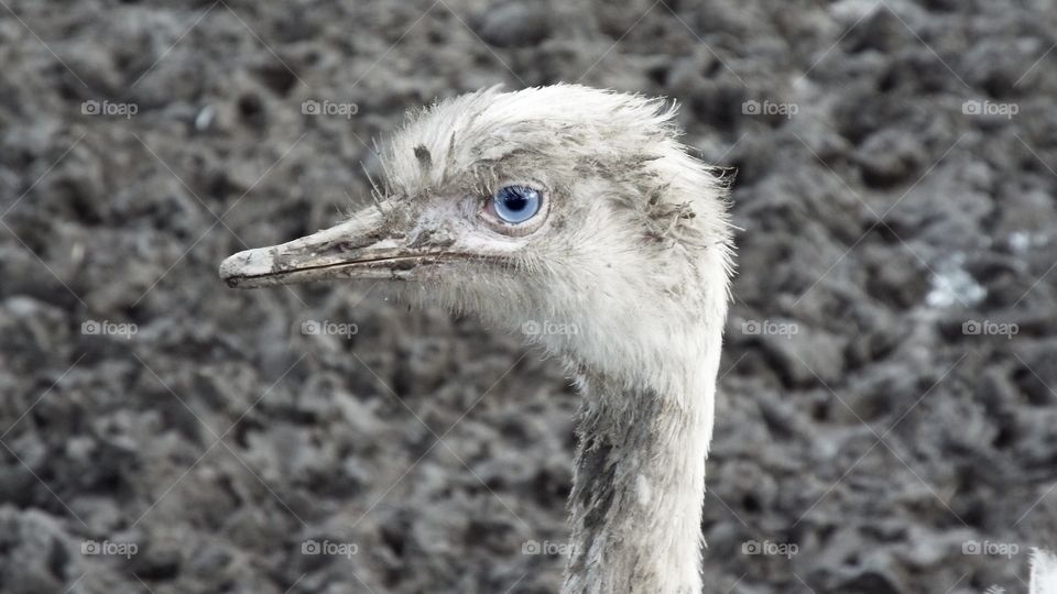 grey white baby emu