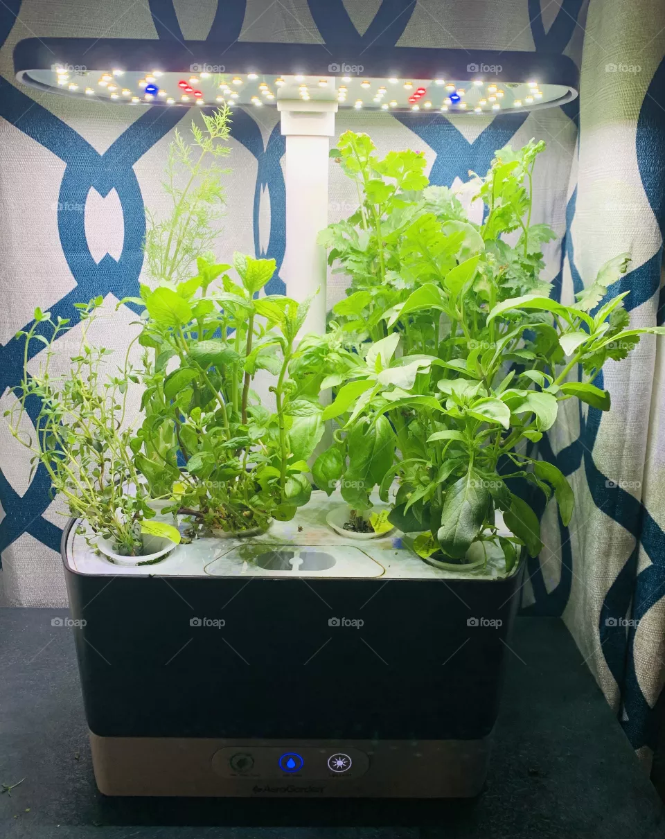 Indoor herb garden 