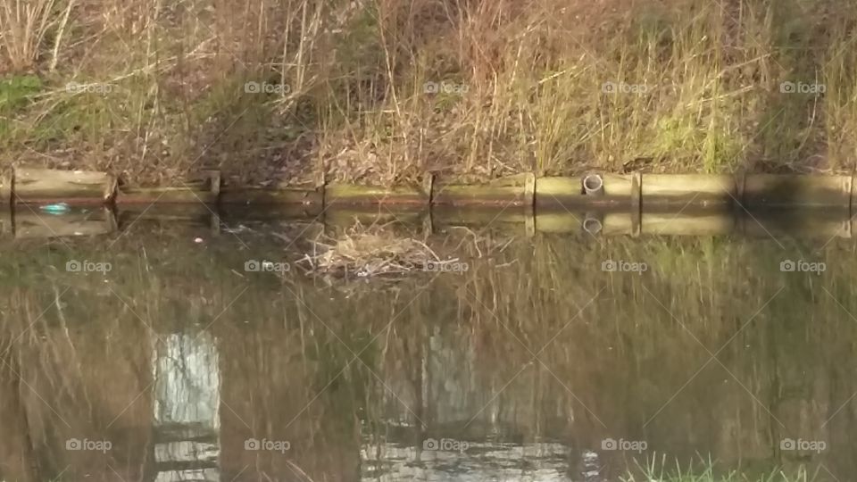 A nest built on the water