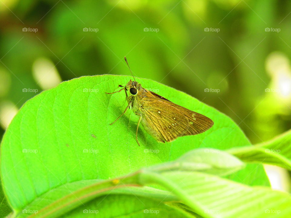 Beautiful brown color small butterfly sitting on green leaf