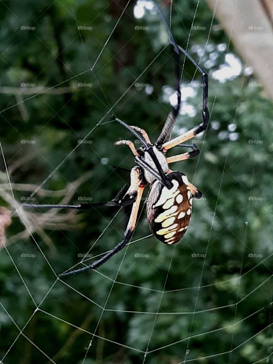 Big rare looking spider