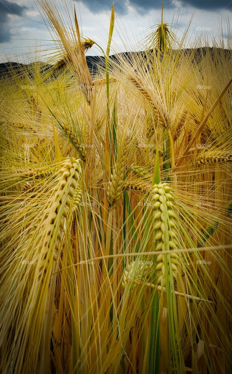 Wheat for Harvesting