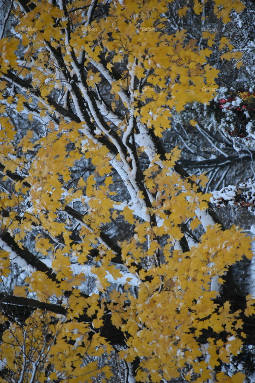 fall and winter collide