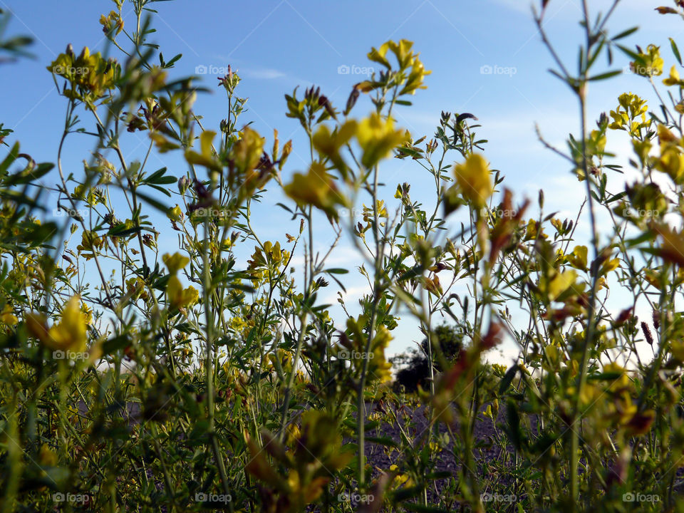 Close-up of yellow flowers against sky in Berlin, Germany.