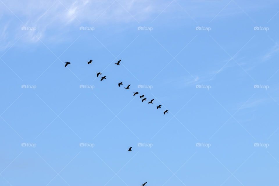 Row Of Egyptian Gooses In An  Blue Sky At Amsterdam The Netherlands 26-6-2023