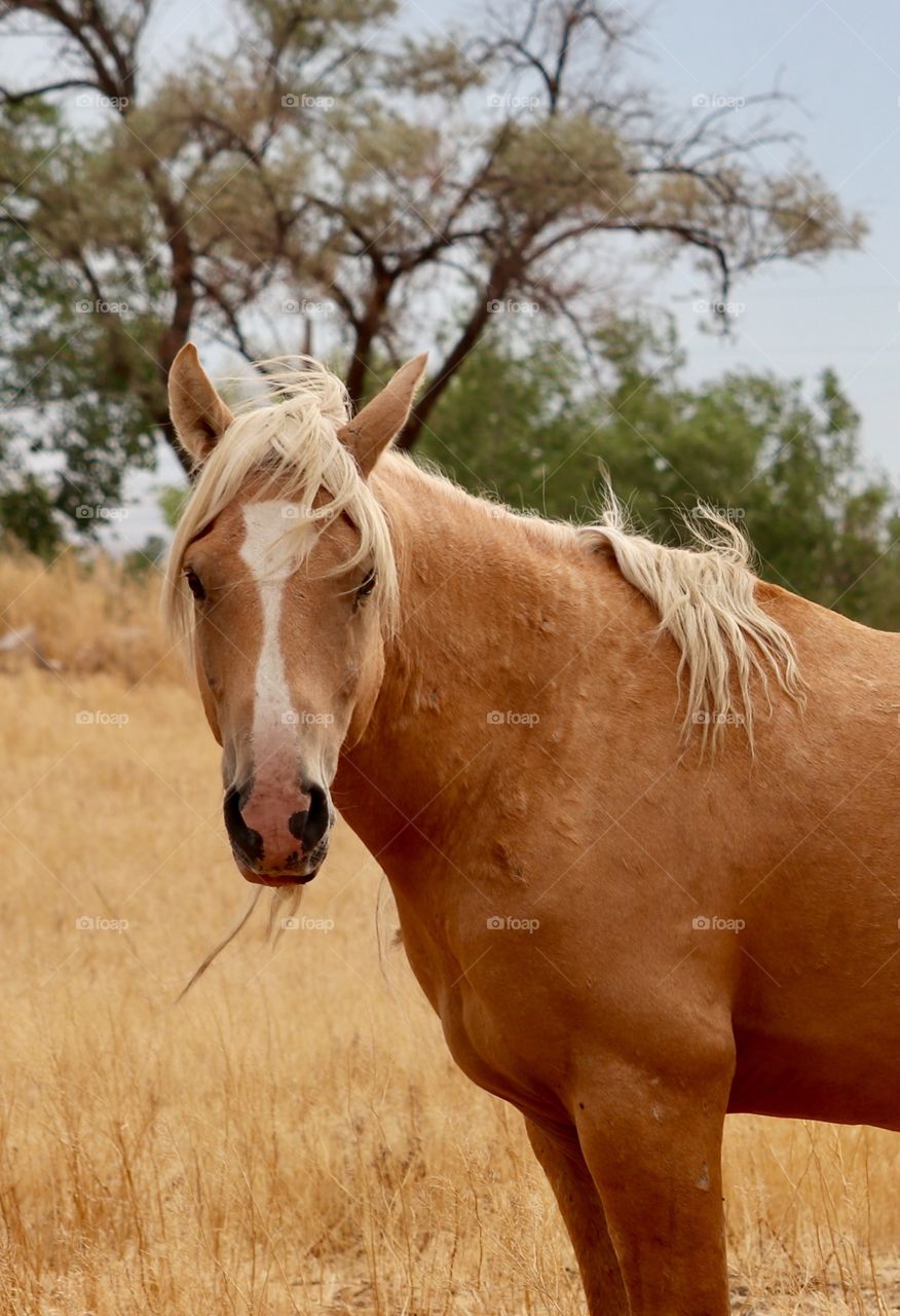 Wild and free, wild Palomino stallion 