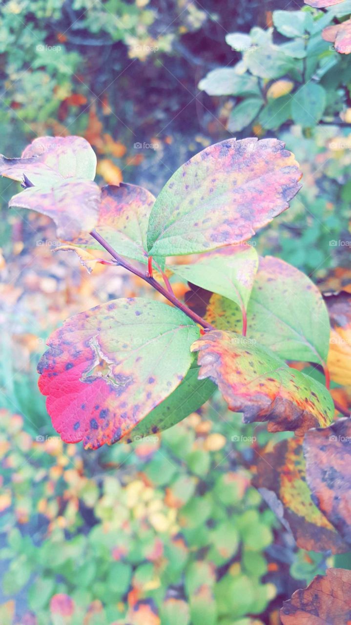 Leafs in amazing colours