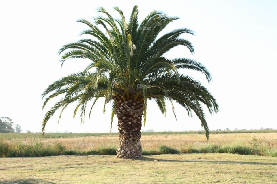 exotic palm