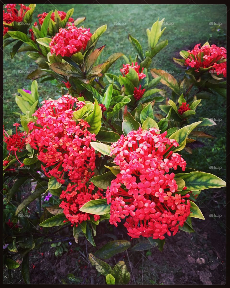 🌺 #Flores do nosso #jardim, para alegrar e embelezar nosso dia!
🌹
#Jardinagem é nosso #hobby.
#flowers
#garden
#nature