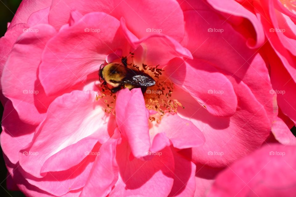 A beautiful pink rose with the happy bee in it