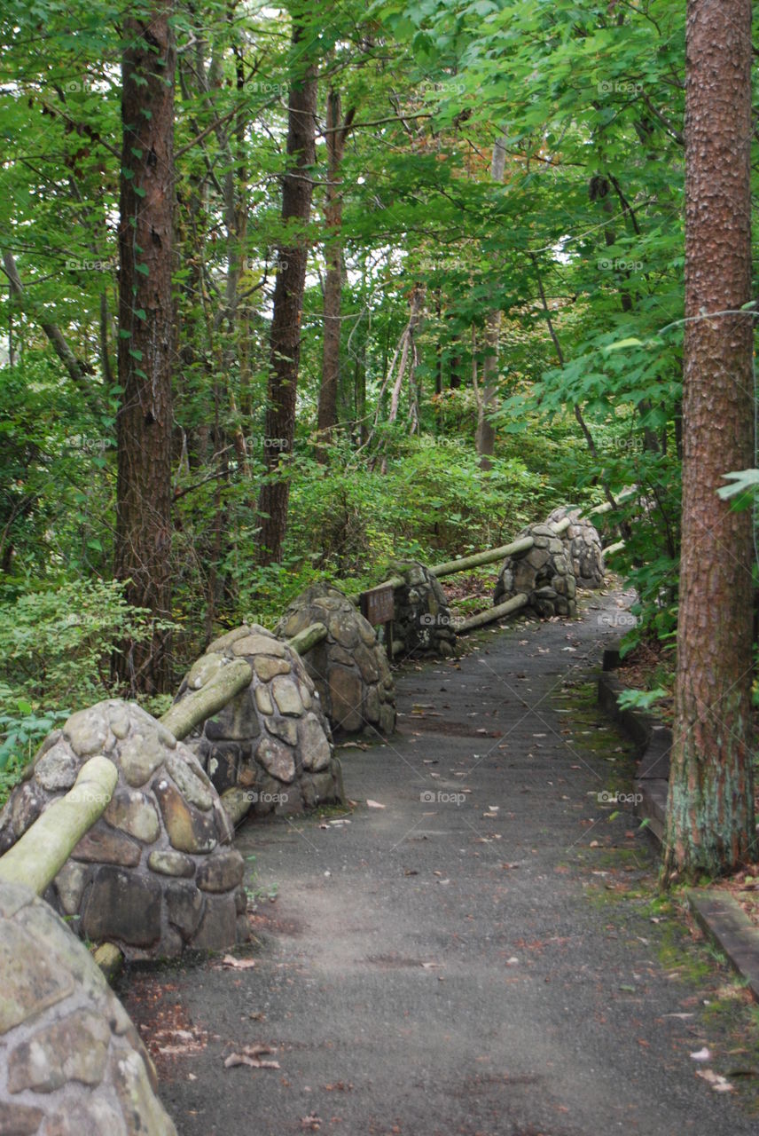 Walkway in the Forest