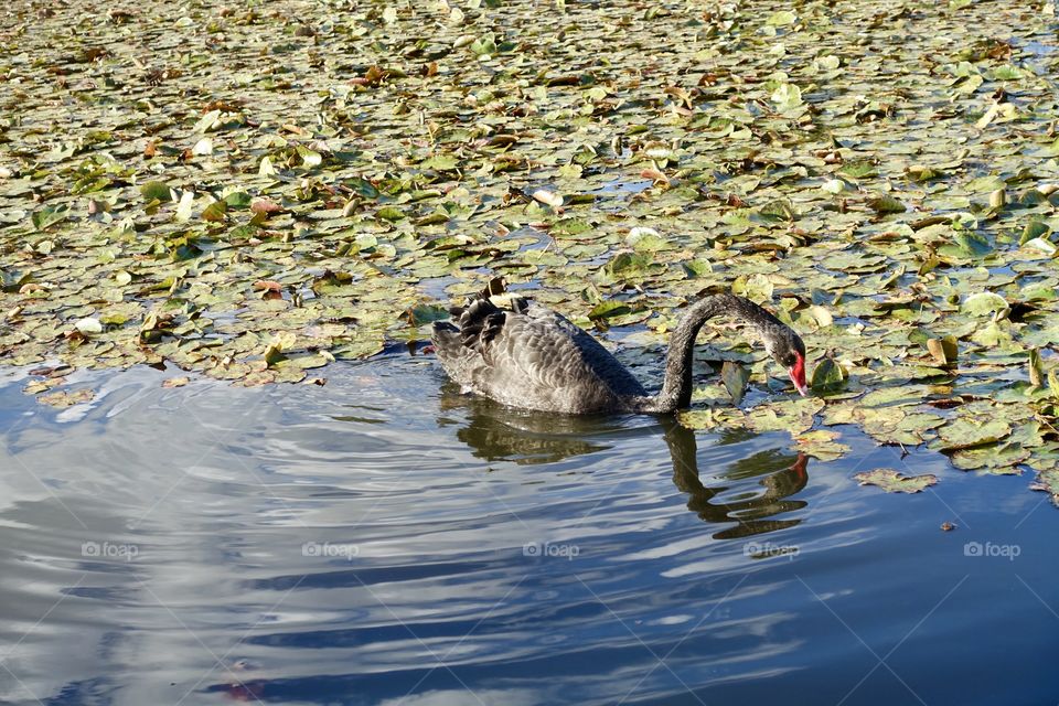 A black swan on the water where many lotus leaves are floating.