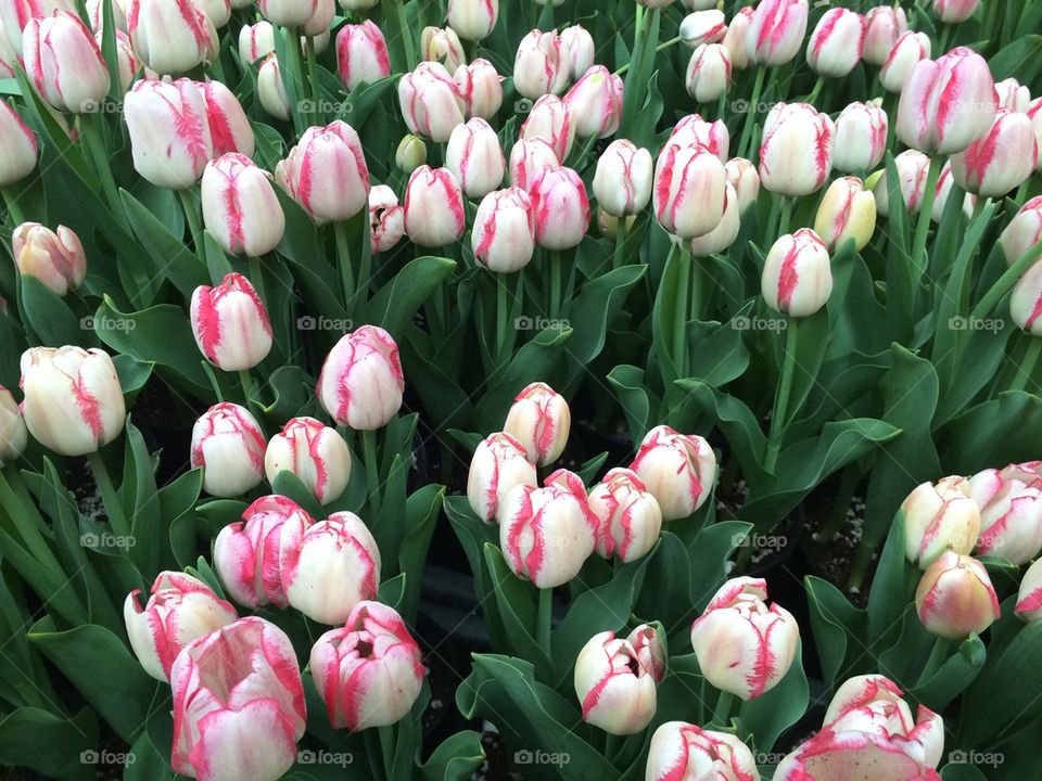 Pink and White Tulips
